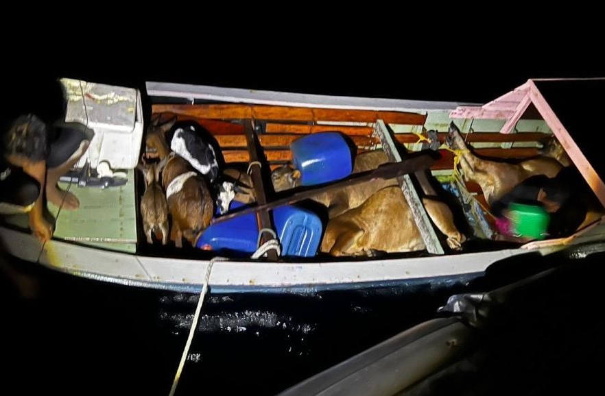 Cubaan seludup kambing, lembu dari negara jiran dipatahkan Maritim Malaysia