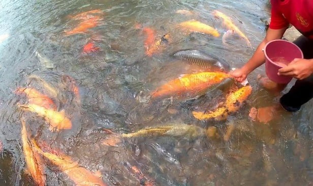 Kerajaan Sabah bertindak, semua ikan koi diarahkan dimusnahkan 